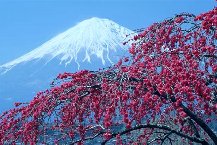 Nova, 39 — Escort in Tsuma, Japan
