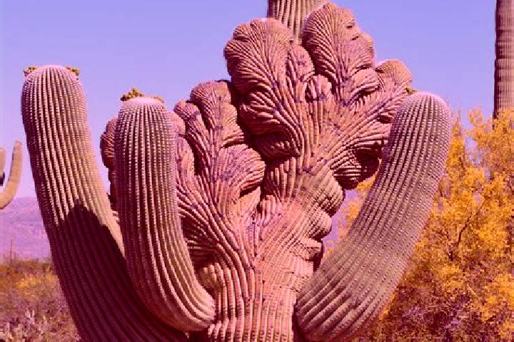 Olivia, 20 — Escort in Cactus, United States