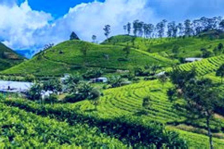 Olivia, 22 — Escort in Haputale, Sri Lanka