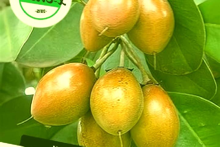 Olivia, 24 — Escort in Sawo, Indonesia