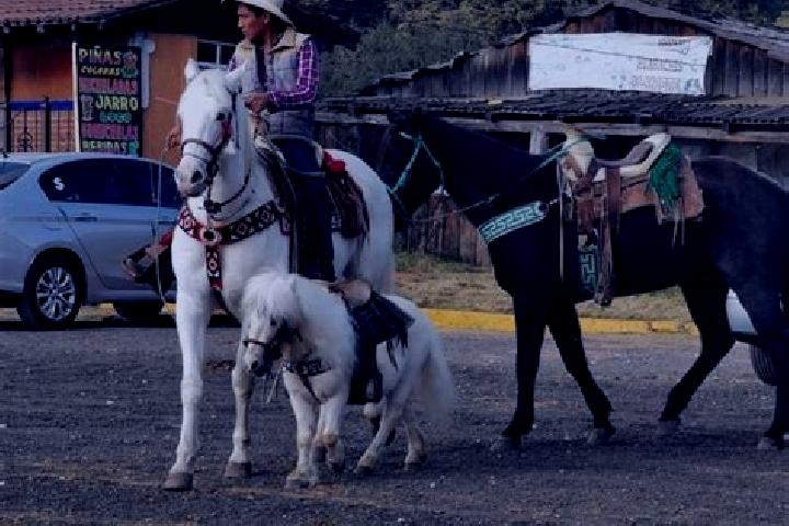 Olivia, 25 — Escort in La Marquesa, Mexico