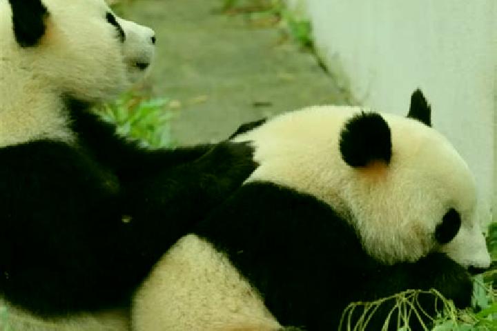 Olivia, 30 — Escort in Heishui, China