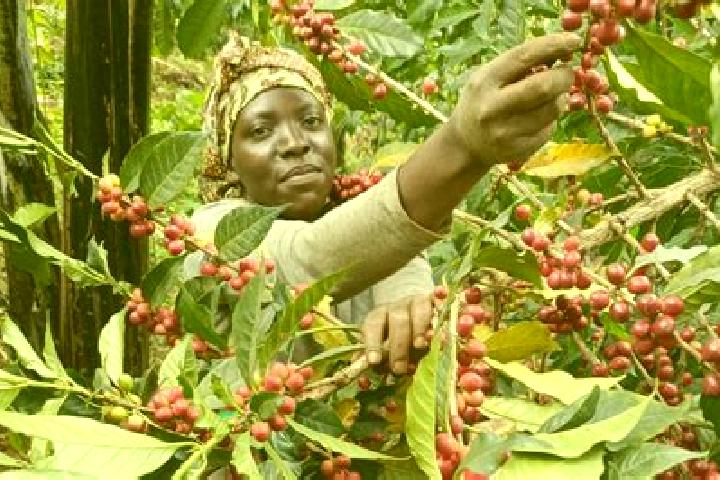 Olivia, 32 — Escort in Kyegegwa, Uganda