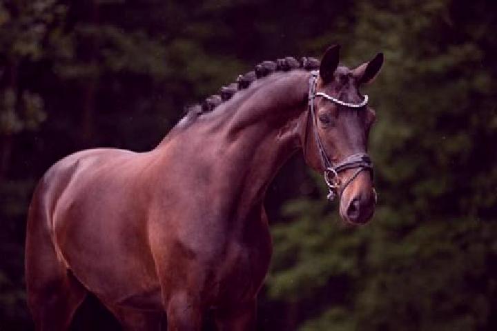 Penelope, 21, a chestnut dark-eyed european companion based in Bosanski Kobas. Offering Roleplay, A-Level, CIM. Available for incall and outcall, overnight b...