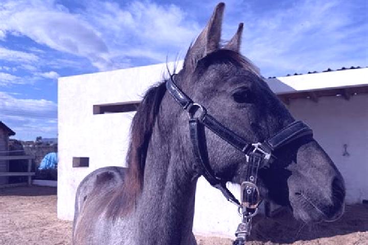 Penelope, 21 — Escort in Agua Tordillo, Mexico