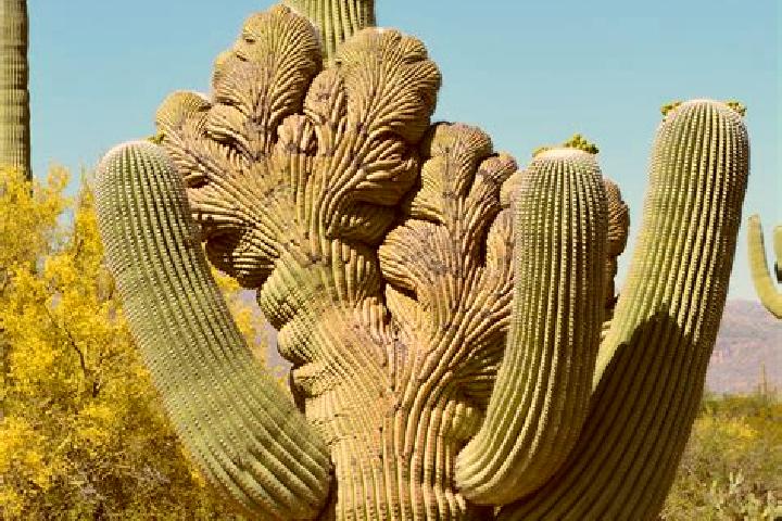 Penelope, 23 — Escort in Cactus Forest, United States