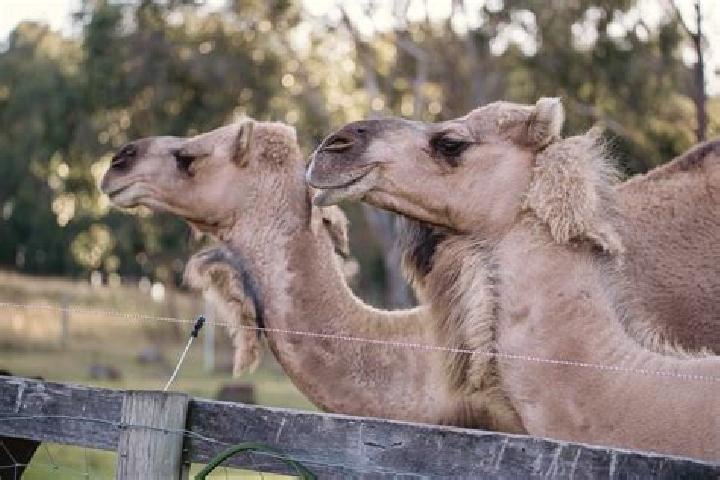 Penelope, 23 — Escort in Dromedary, Australia