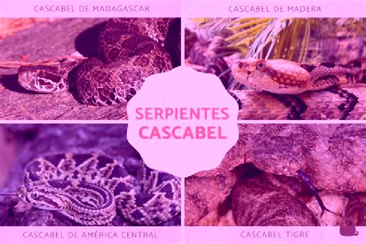 Penelope, 23 — Escort in Mata Cabestro (La Vibora), Mexico