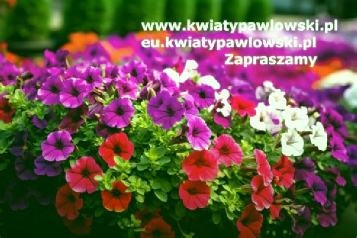 Penelope, 33 — Escort in Zawady, Poland