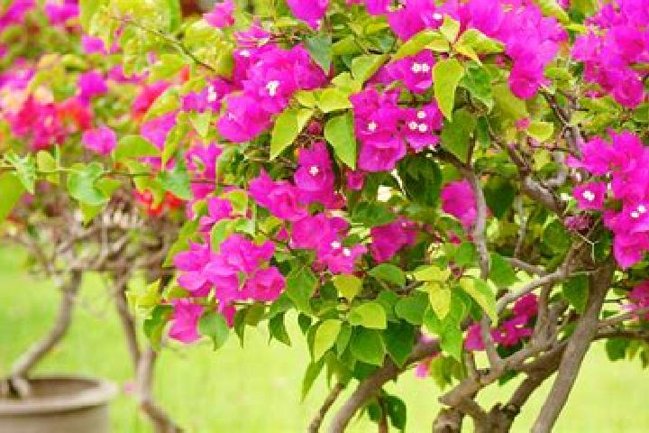 Penelope, 37 — Escort in Bugambilias (La Cruz), Mexico