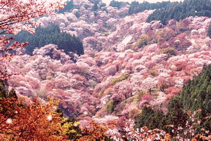 Penelope, 37 — Escort in Tatsuno-kita, Japan