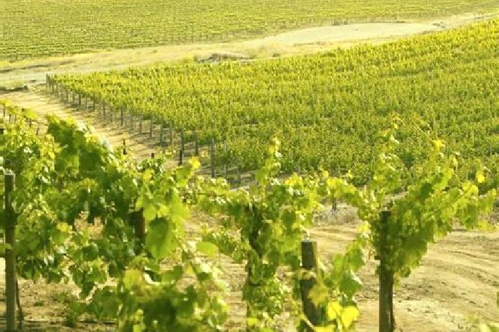 Penelope, 39 — Escort in Vineyard, Australia