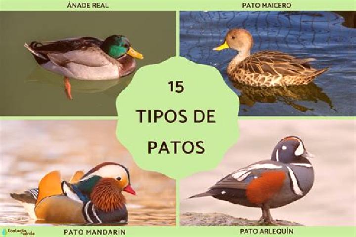 Piper, 20 — Escort in Arroyo de Los Patos, Argentina
