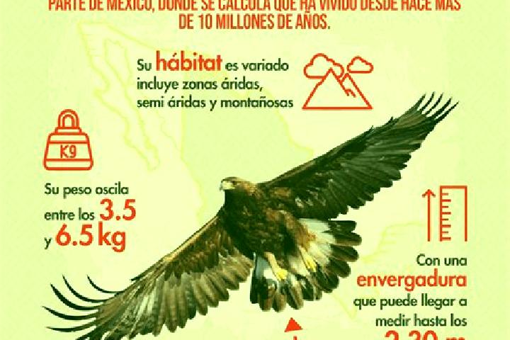 Piper, 20 — Escort in El Aguila, Mexico