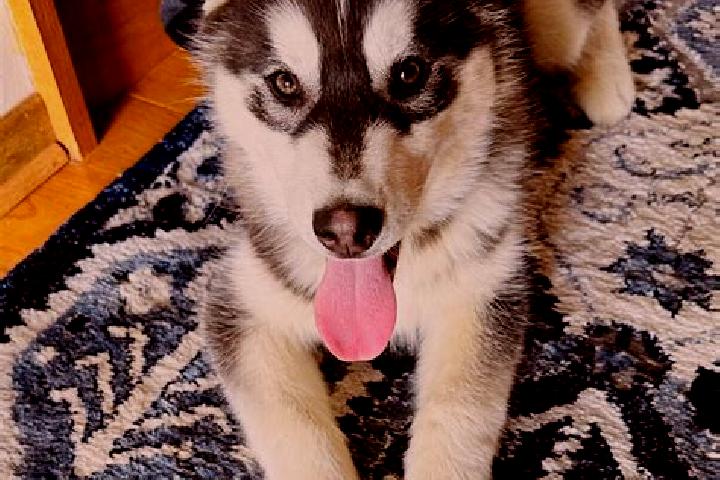 Piper, 21, a black brown-eyed mixed companion based in Antiguo Cuscatlan. Offering CIM, OWO. Available for incall and outcall, day and evening dates.