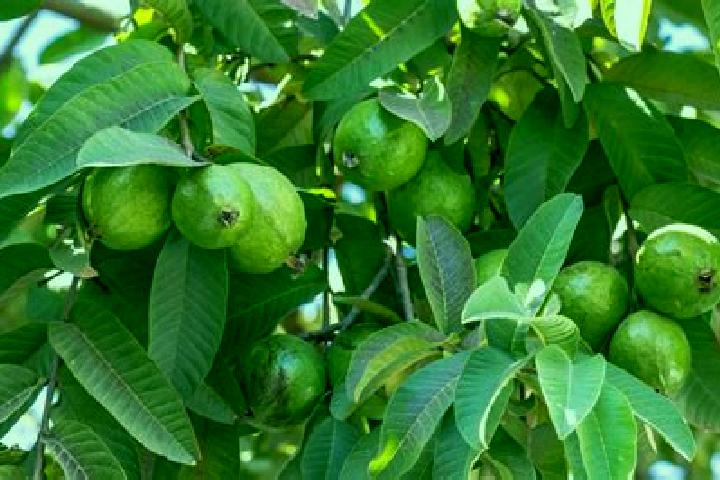 Piper, 21 — Escort in Guayabo Dulce, Dominican Republic