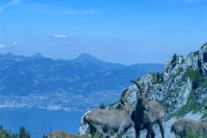 Piper, 22 — Escort in Bernex, Switzerland