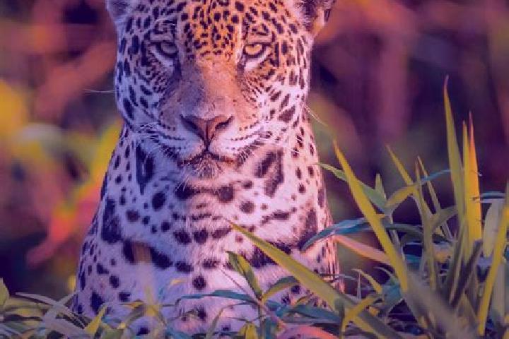Piper, 27 — Escort in Jaguara, Brazil