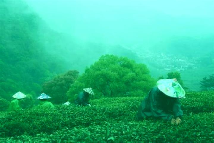 Piper, 27 — Escort in Longjing, China