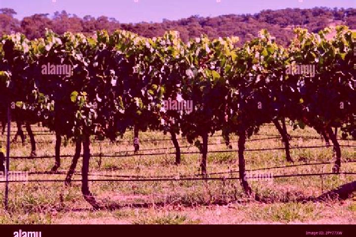 Piper, 27 — Escort in The Vines, Australia