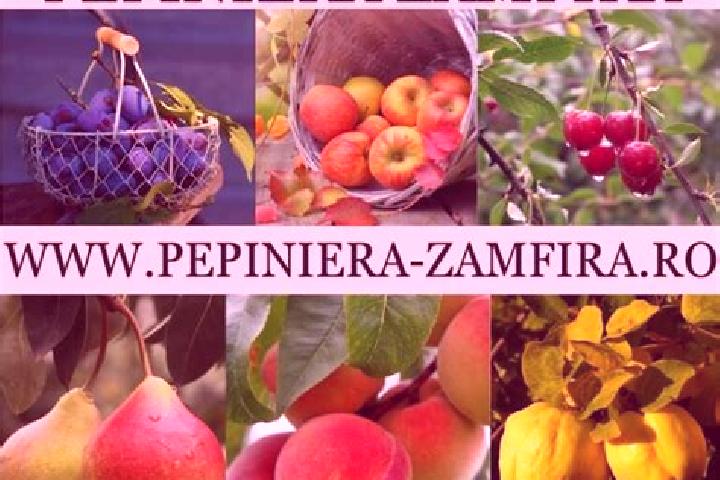 Piper, 27 — Escort in Zamfira, Romania