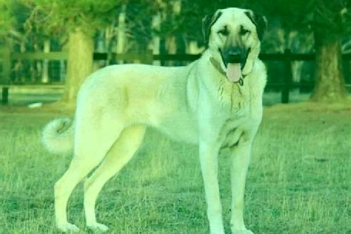 Piper, 30 — Escort in Kangal, Turkey