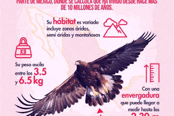Piper, 31 — Escort in El Aguila, Mexico