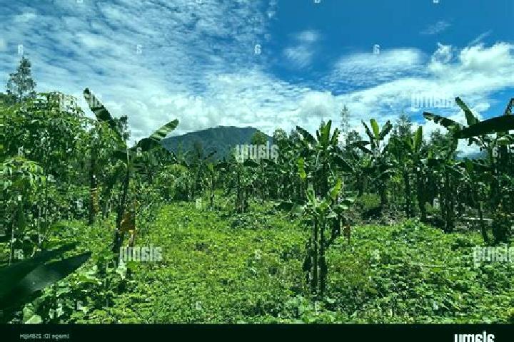 Piper, 31 — Escort in Mount Hagen, Papua New Guinea