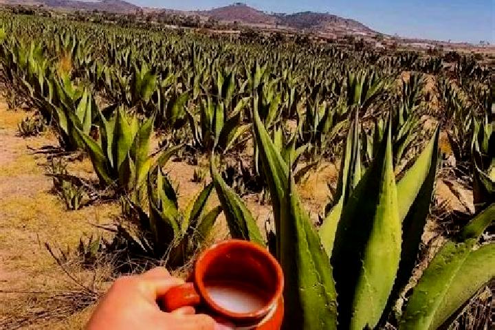 Piper, 32 — Escort in Temoaya, Mexico