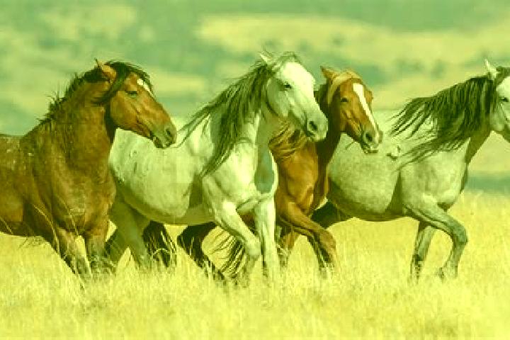 Piper, 36 — Escort in Mesa del Caballo, United States