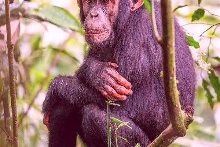 Piper, 37 — Escort in Kibale, Uganda