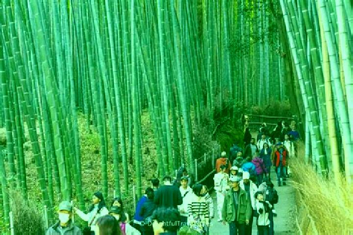 Piper, 38 — Escort in Arashiyama, Japan