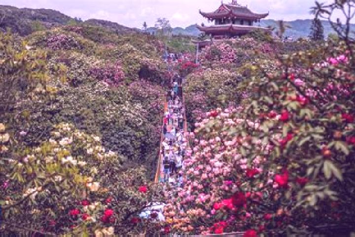 Piper, 38 — Escort in Bijie, China