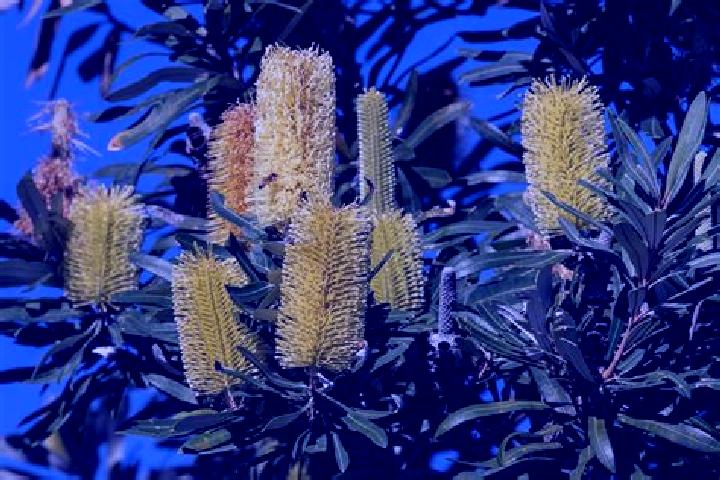 Quinn, 20 — Escort in Banksia Park, Australia