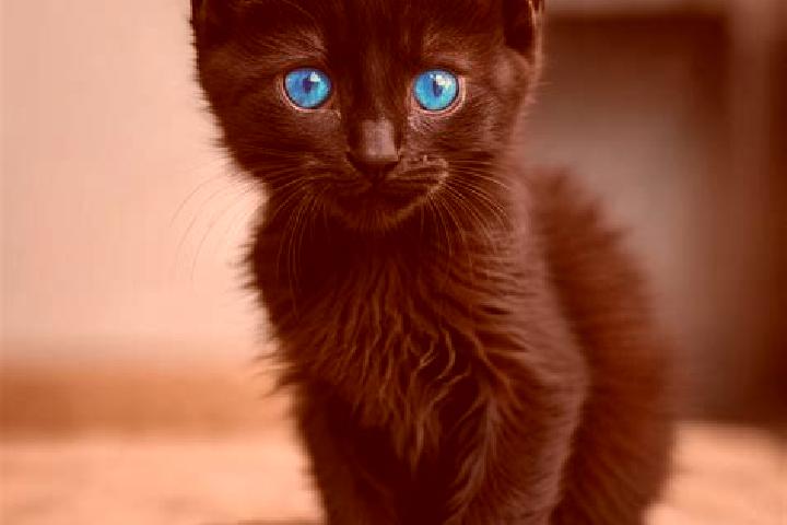 Quinn, 22, a black blue-eyed caribbean companion based in Naeso. Offering BDSM, Deep French Kissing, Domination, 69. Available for incall and outcall, overni...