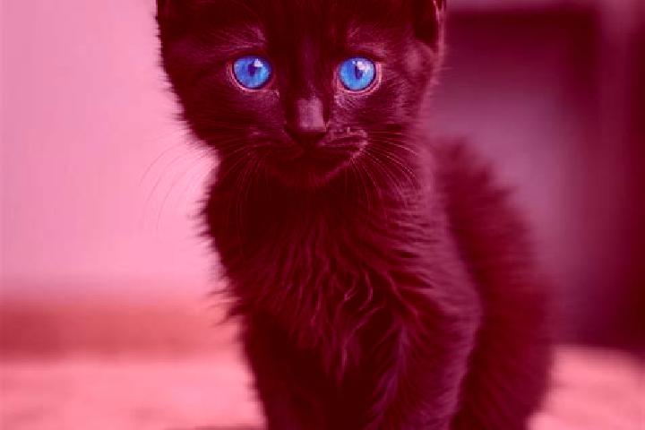 Quinn, 22, a black blue-eyed caribbean companion based in Wangzang. Offering Travel Companion, GFE, Tantra, Fetish. Available for incall and outcall, overnig...