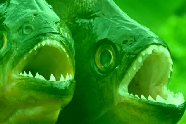 Quinn, 23 — Escort in Piranhas, Brazil