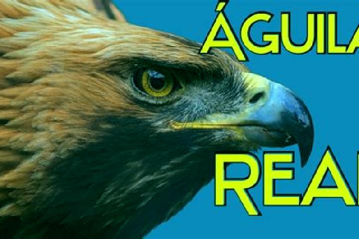 Quinn, 29 — Escort in El Aguila, Mexico