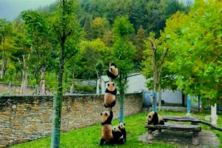 Quinn, 29 — Escort in Wolong, China