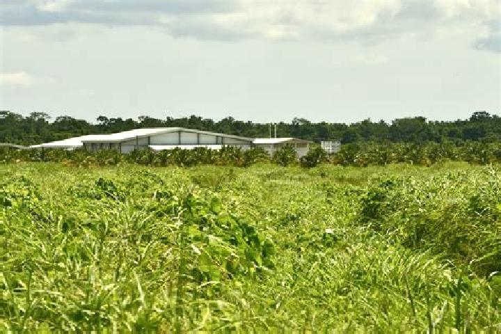 Quinn, 30 — Escort in Guinea Grass, Belize