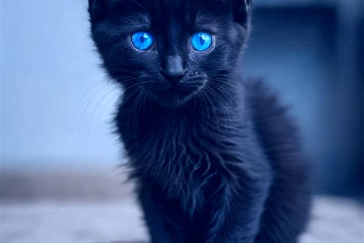 Quinn, 31, a black blue-eyed mediterranean companion based in Malka. Offering Party Girl, CIM, Fetish, OWO, Domination. Available for incall and outcall, ove...