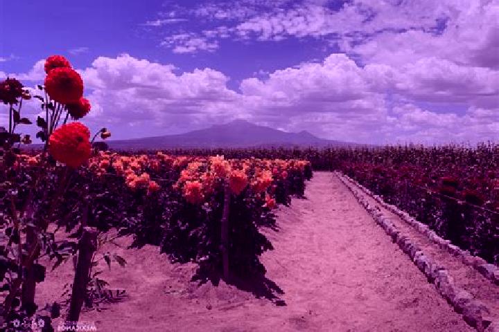 Quinn, 36 — Escort in Guadalupito las Dalias, Mexico