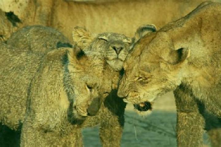 Quinn, 37 — Escort in Ruaha, Tanzania