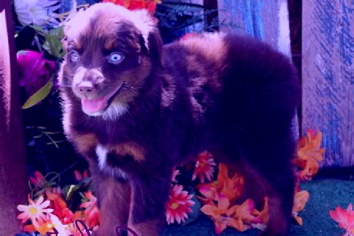 Riley, 20, a red blue-eyed caribbean companion based in Undaan. Offering Travel Companion, Deep French Kissing, Roleplay, 69. Available for incall and outcal...