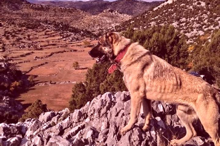Riley, 20 — Escort in Yesilbag, Turkey