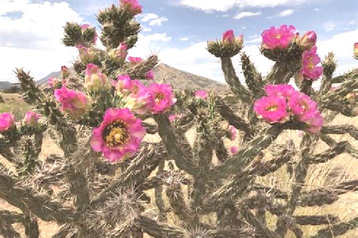 Riley, 26 — Escort in San Gabriel Chilac, Mexico