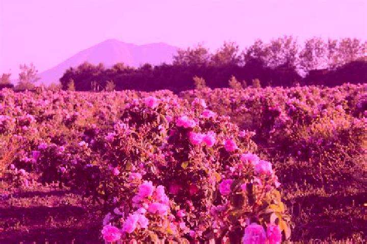 Riley, 30 — Escort in El Organal, Mexico