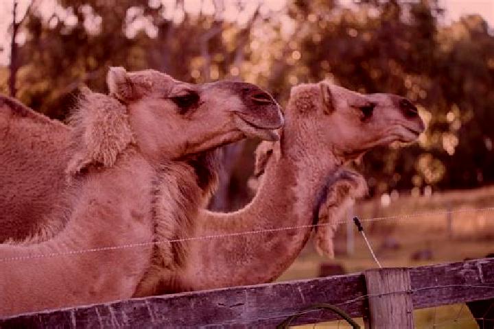 Riley, 34 — Escort in Dromedary, Australia