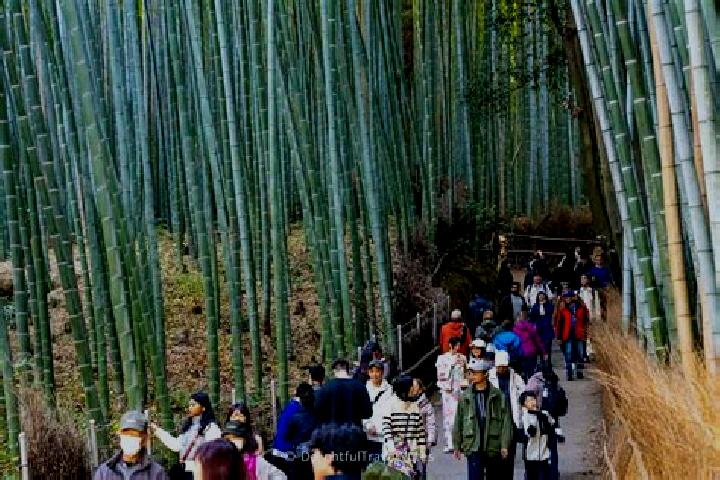 Riley, 35 — Escort in Arashiyama, Japan