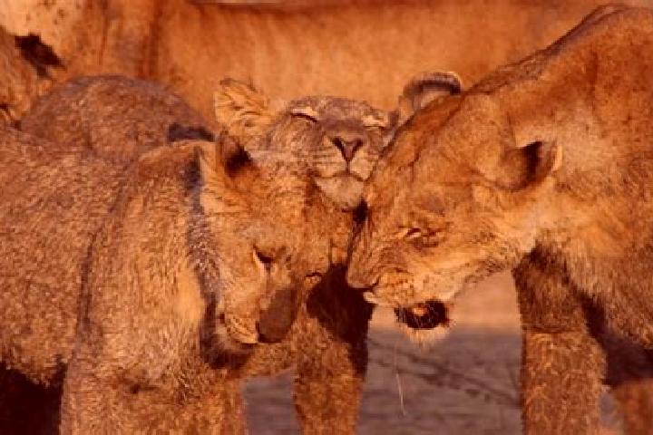 Riley, 37 — Escort in Ruaha, Tanzania